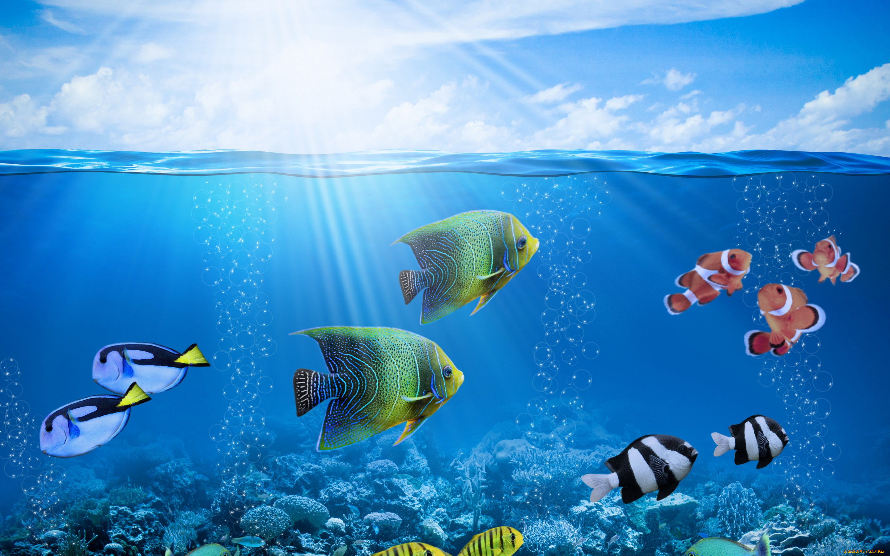 Обои Животные Рыбы, обои для рабочего стола, фотографии животные, рыбы,  ocean, coral, солнце, рыбки, коралловый, риф, fishes, подводный, мир,  tropical, reef, underwater, пузыри, лучи Обои для рабочего стола, скачать  обои картинки заставки